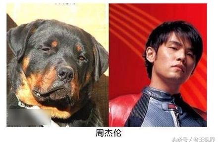 盘点明星养的动物,盘点最火的动物明星