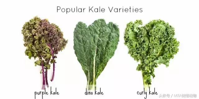 支气管哮喘秋天怎么调理 (季节性哮喘怎么治到秋天就犯病)