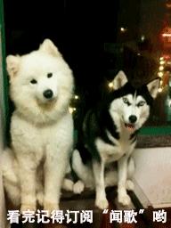 母象带小象过河搞笑,大象带小象搞笑