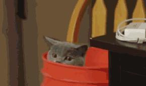 萌宠萌图第735：喵星人偷吃主人放在桌子上的食物