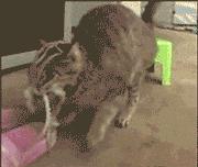 萌宠萌图第735：喵星人偷吃主人放在桌子上的食物