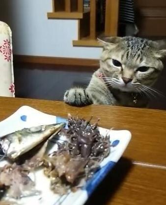 萌宠萌图第735：喵星人偷吃主人放在桌子上的食物