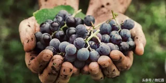 法国博若莱新酒,博若莱法国产葡萄酒