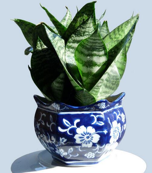 去甲醛又帮助睡眠的植物,甲醛怎么消除不伤害植物