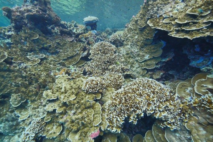 帕劳的海寻找海洋中最美的风景,帕劳是个与世隔绝的海岛