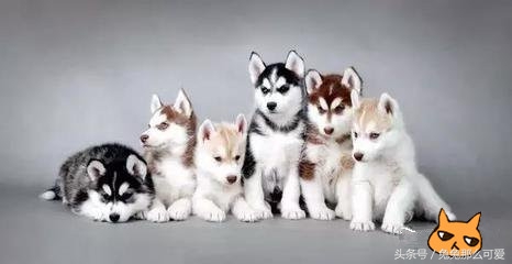 带大家认识不一样的狗狗,常见的狗狗种类