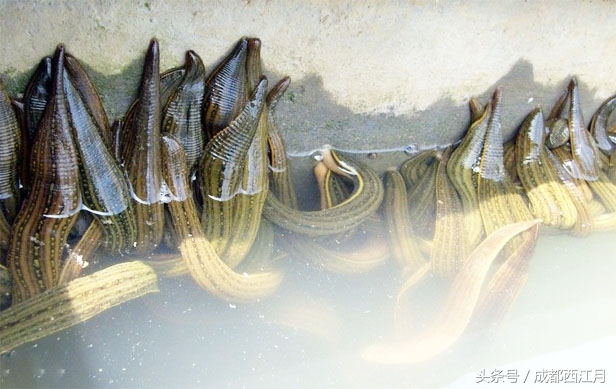 在栽秧的季节里,要是遇上它们可就倒了血霉了!