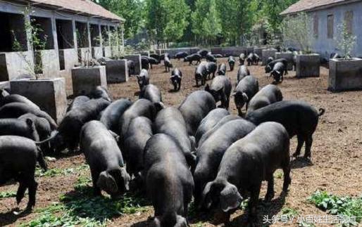 农村的十种最赚钱的小生意,农村致富的10个门路