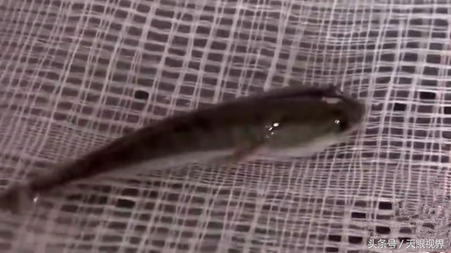 印度哮喘药特效药,印度治哮喘最好的偏方