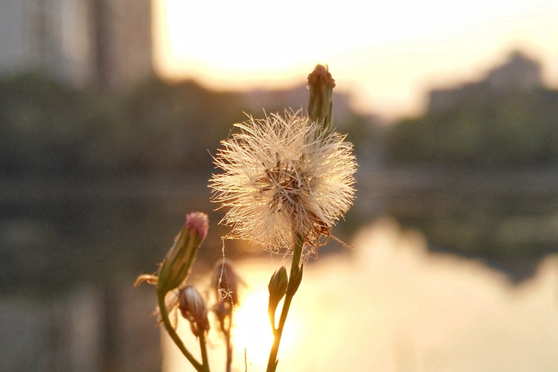 华为手机麦芒5评测,华为麦芒五升级鸿蒙