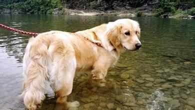 令人苦恼的皮肤病,狗狗皮肤病太闹心