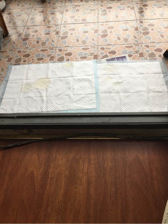 两个月泰迪几天能学会定点上厕所,我家泰迪狗特别爱喝水