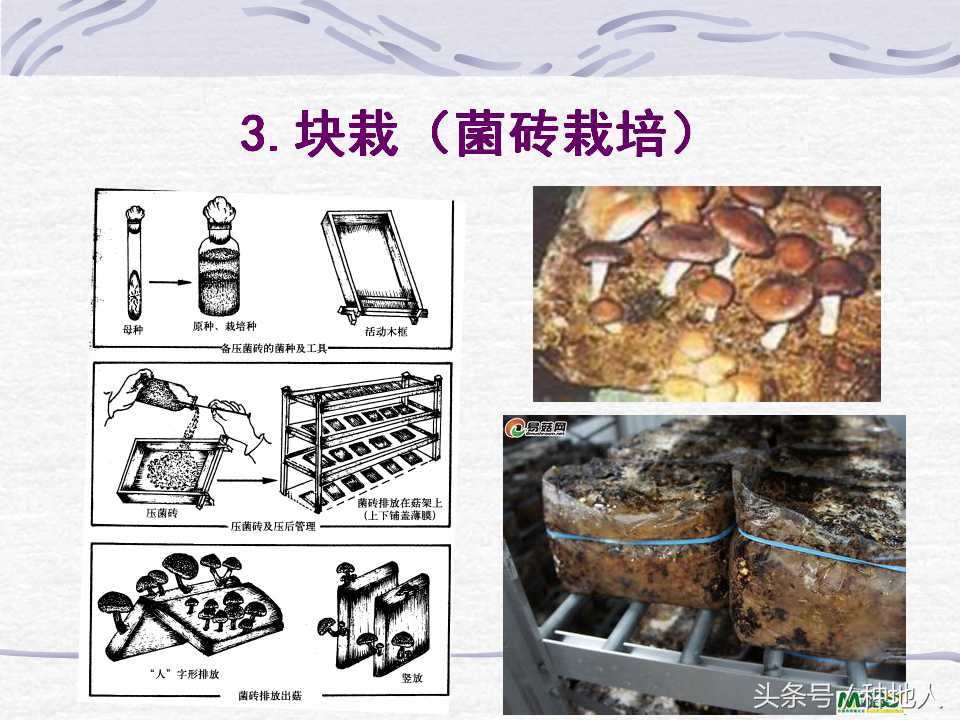 香菇栽培实用技术教案,屋顶香菇栽培