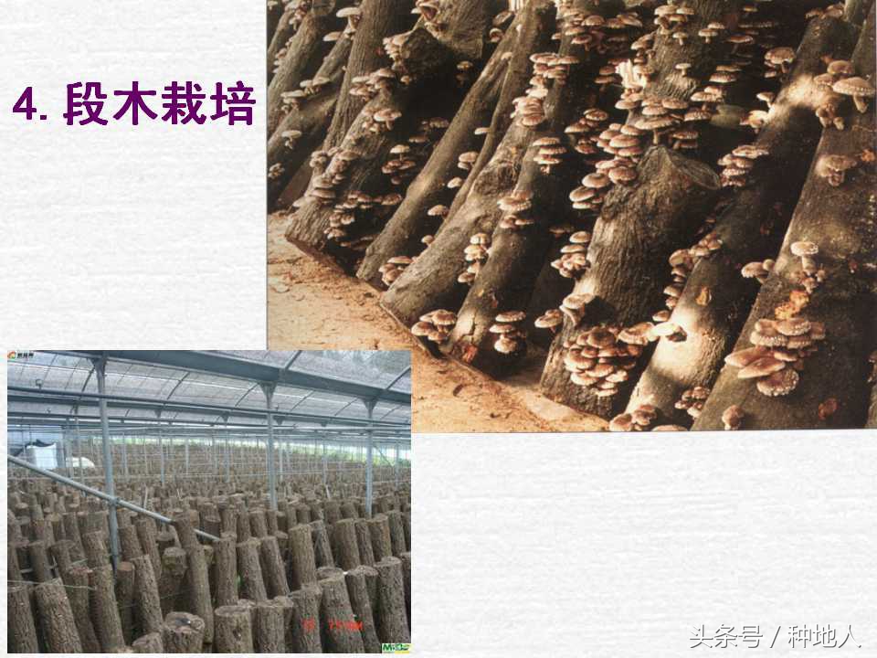 香菇栽培实用技术教案,屋顶香菇栽培