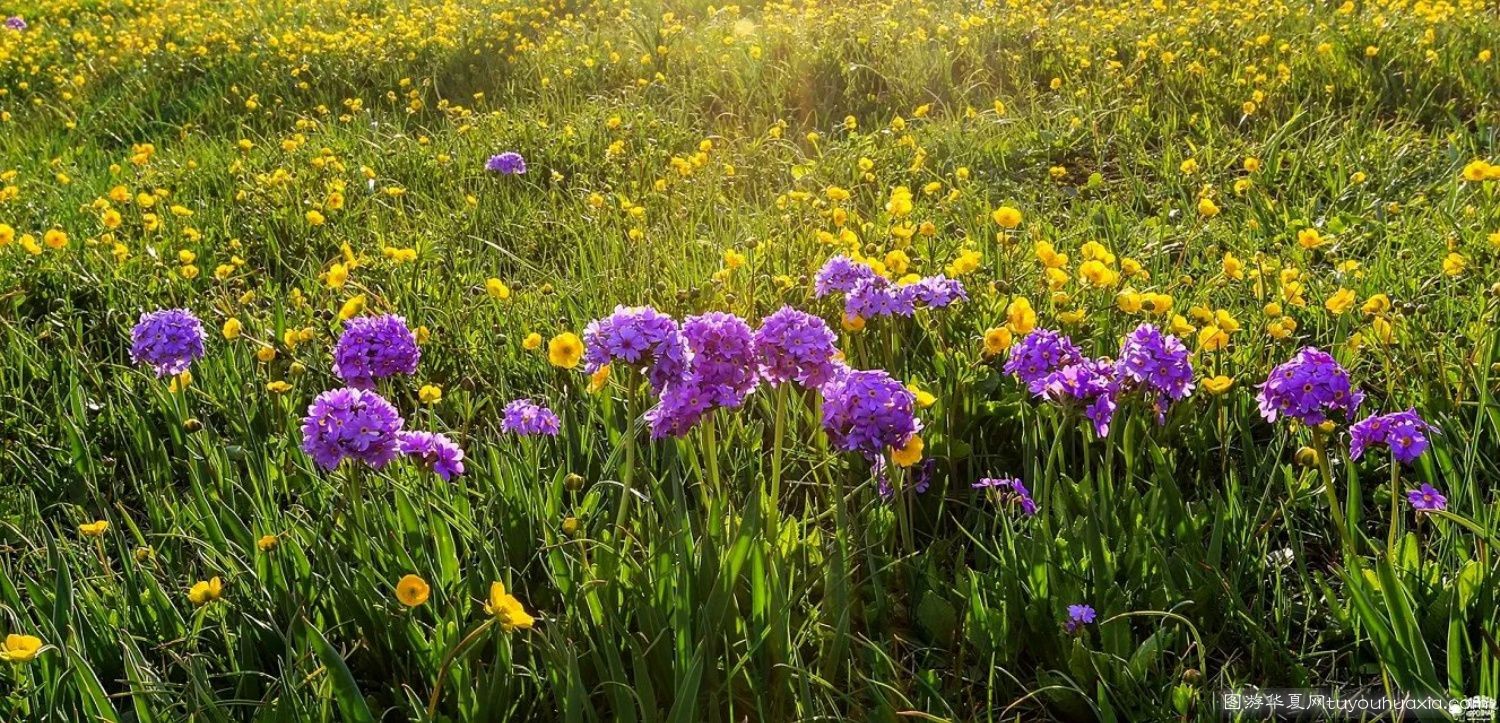 14张照片那拉提草原风景区 (美丽的那拉提草原真实图片)