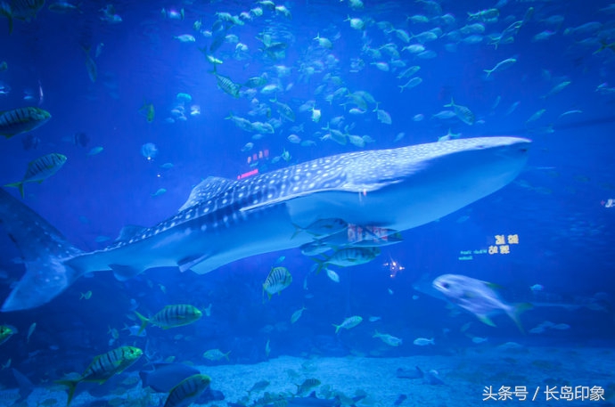 烟台的标志性旅游景点你都去过几个呢--烟台旅游攻读