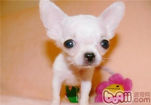 狗狗毛发日常养护,哪种小体狗狗毛好打理些