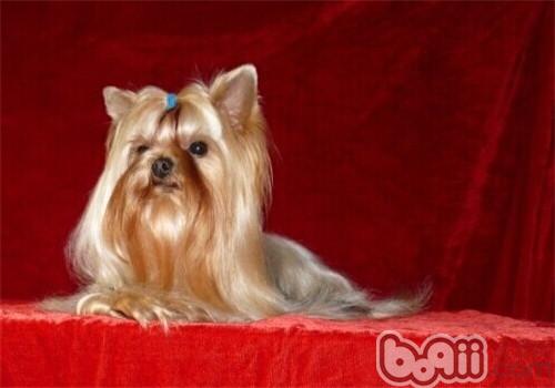 狗狗毛发日常养护,哪种小体狗狗毛好打理些