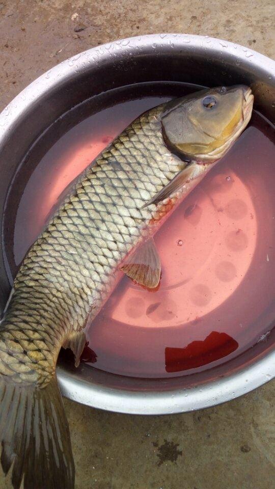 鲤鱼和草鱼怎样区分,鲤鱼还是草鱼好