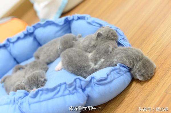 小猫吃猫砂会中毒吗,猫奴求助