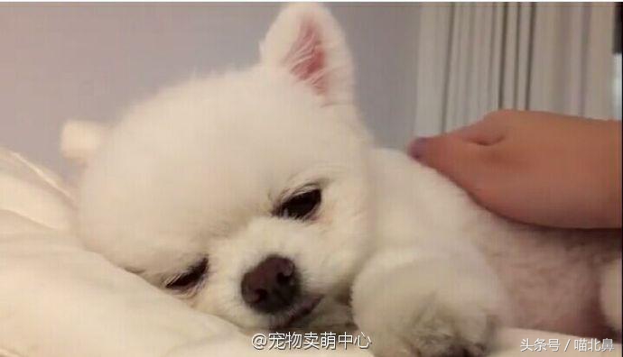 小猫吃猫砂会中毒吗,猫奴求助