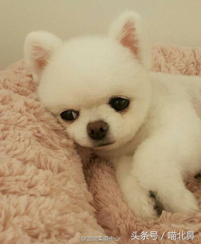 小猫吃猫砂会中毒吗,猫奴求助