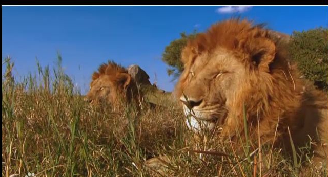 盘点十部感人的动物电影,动物主演的电影