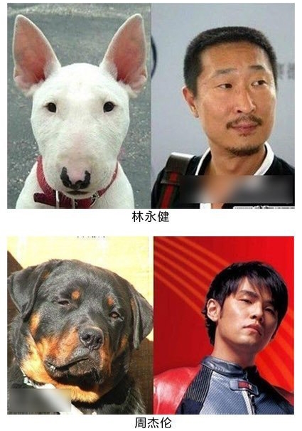 盘点十部感人的动物电影,动物主演的电影