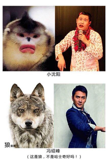 盘点十部感人的动物电影,动物主演的电影