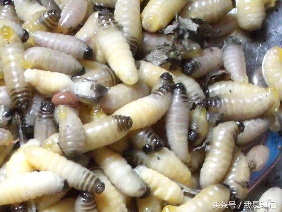 越南恶心的虫子大餐,广东人常吃的虫子