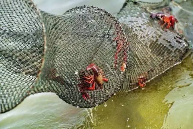 老板壕打5.8折,全年无休摄魂小龙虾,逼爆头我都要吃到Ta