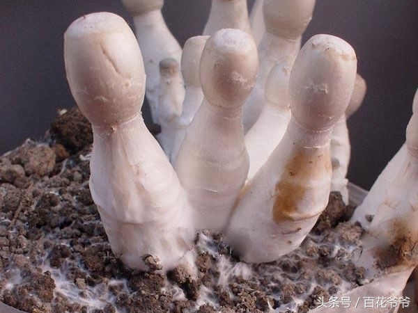 粉碎的玉米芯种植蘑菇方法和步骤,阳台种蘑菇的正确方法
