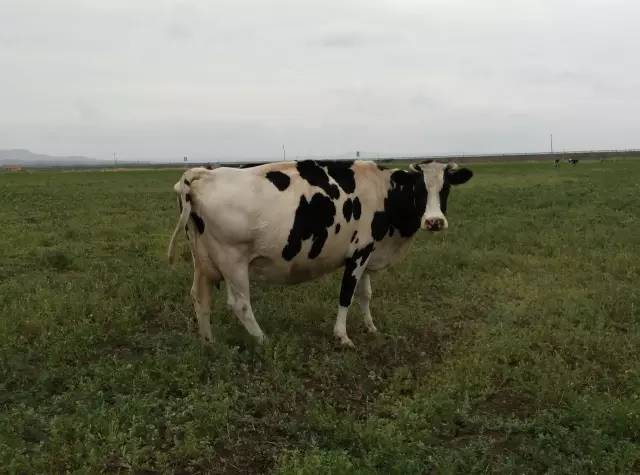 自驾川西带金毛,长途自驾带金毛