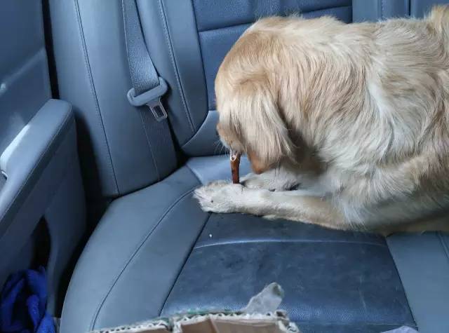 自驾川西带金毛,长途自驾带金毛