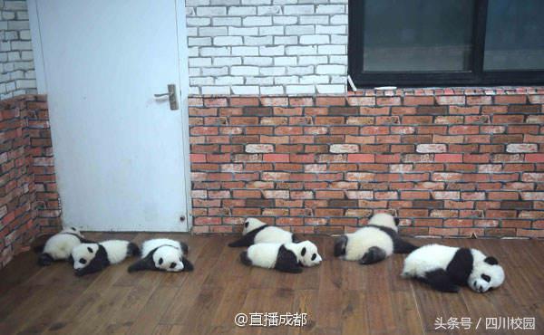 成都熊猫宝宝幼儿园,成都熊猫幼儿园排名