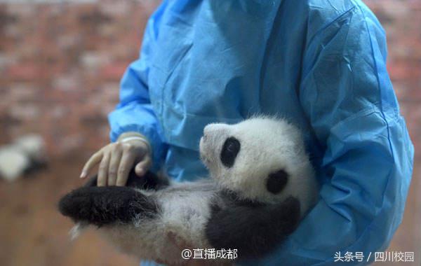 成都熊猫宝宝幼儿园,成都熊猫幼儿园排名