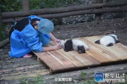 成都熊猫宝宝幼儿园,成都熊猫幼儿园排名