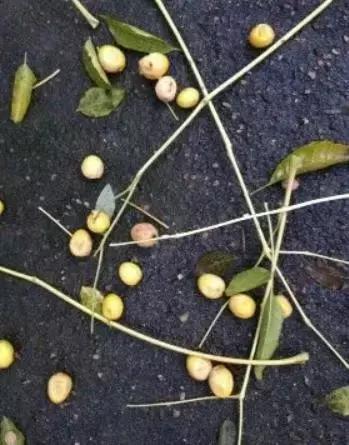 记得小时候，秋天的苦楝树