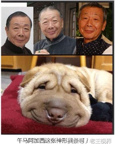 盘点明星养的动物,盘点最火的动物明星