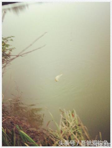 大将师来干家塘有鲤有鲫好鱼情