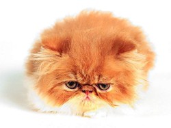 婚纱照拍照干货,红色婚纱照拍照教程