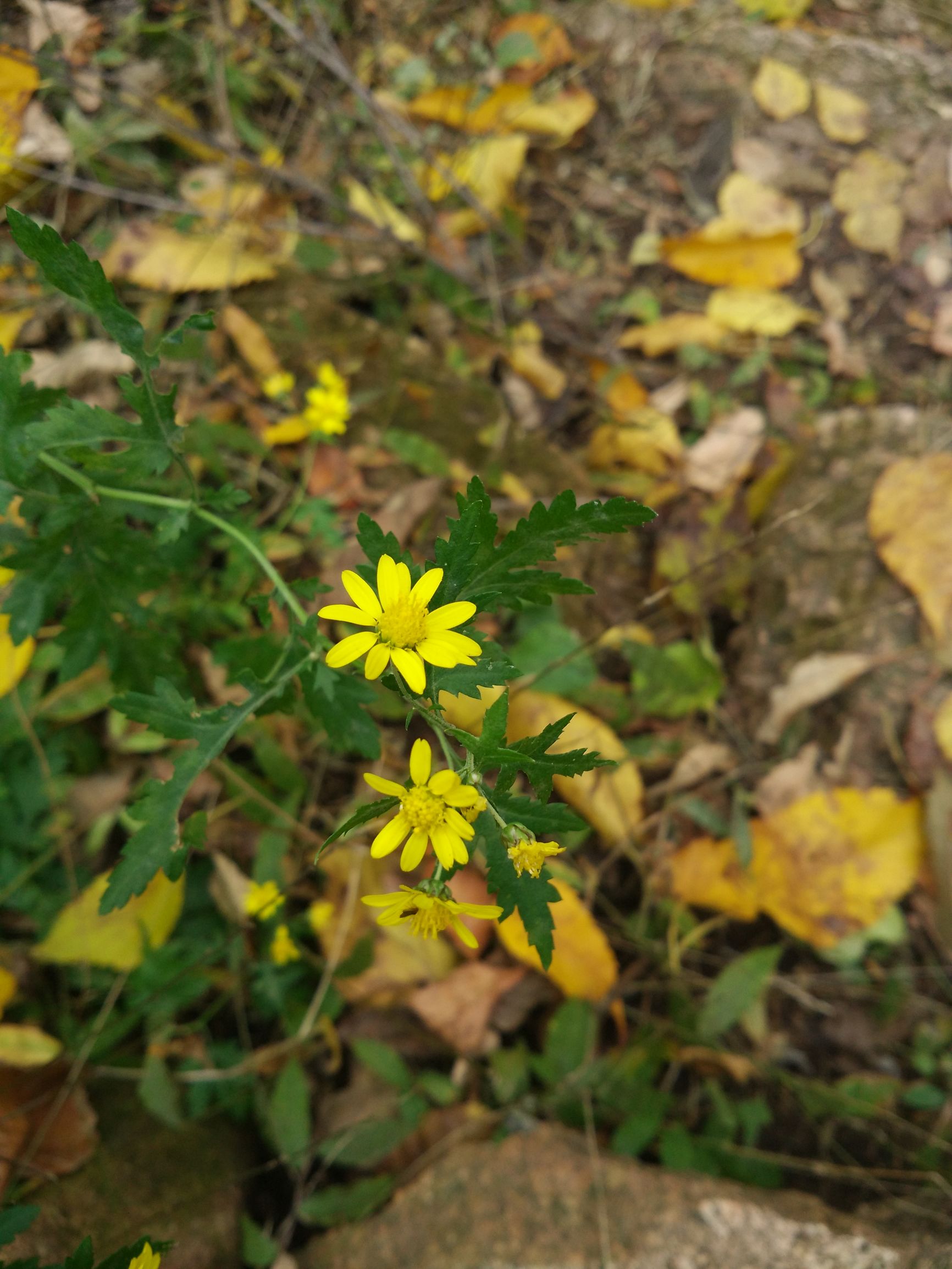 望峪山庄一日游攻略,望峪山