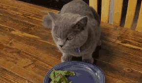 萌宠萌图第735：喵星人偷吃主人放在桌子上的食物