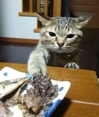 萌宠萌图第735：喵星人偷吃主人放在桌子上的食物