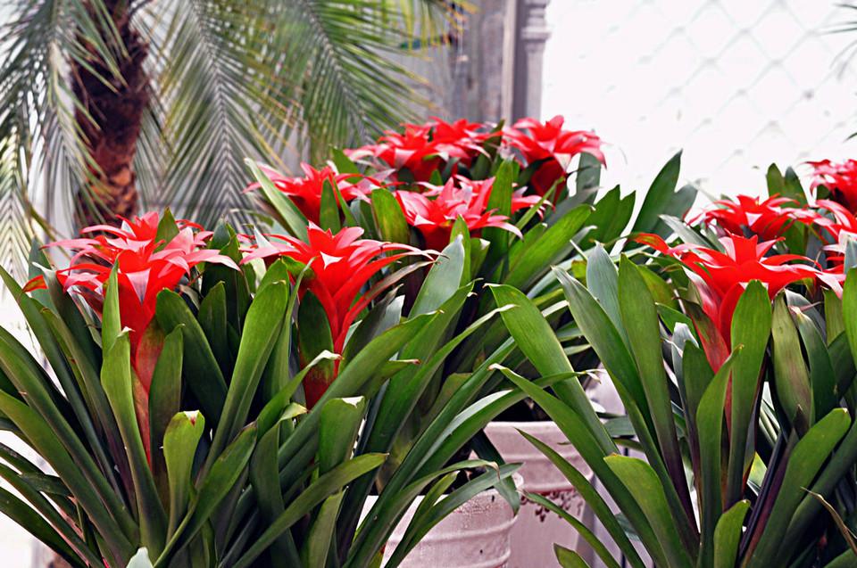 鸿运当头之富贵牡丹怎么养,大红牡丹怎么养