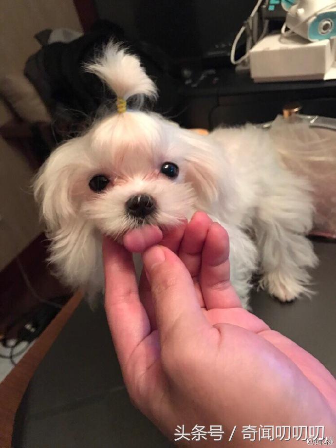 陈赫官宣生二胎了吗,陈赫官宣二胎成功了吗