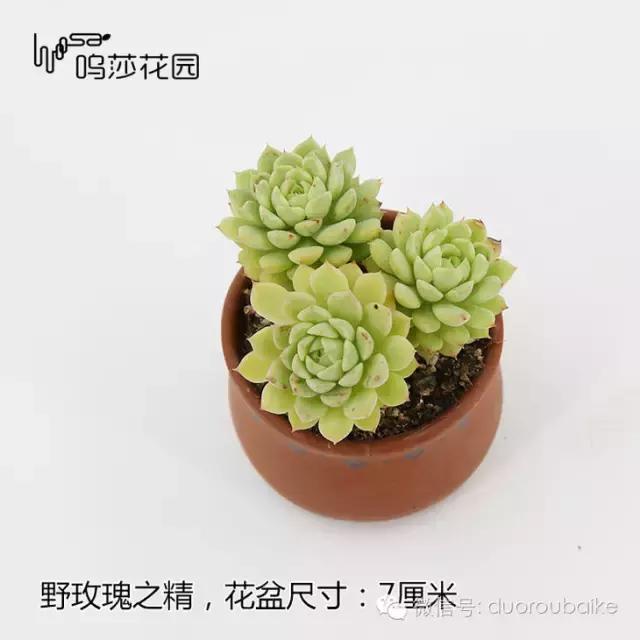 多肉植物新手入门知识,多肉植物品种大全带名字