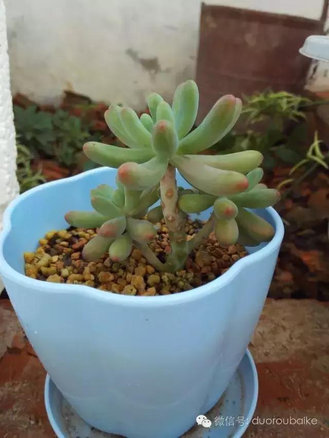 多肉在不经意间治愈你,多肉独立而坚强