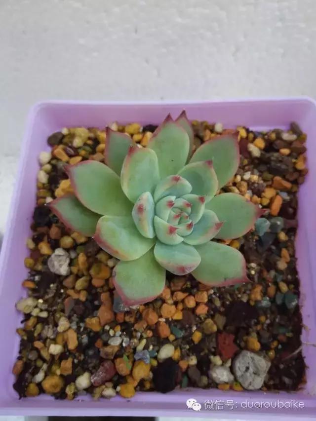 多肉在不经意间治愈你,多肉独立而坚强