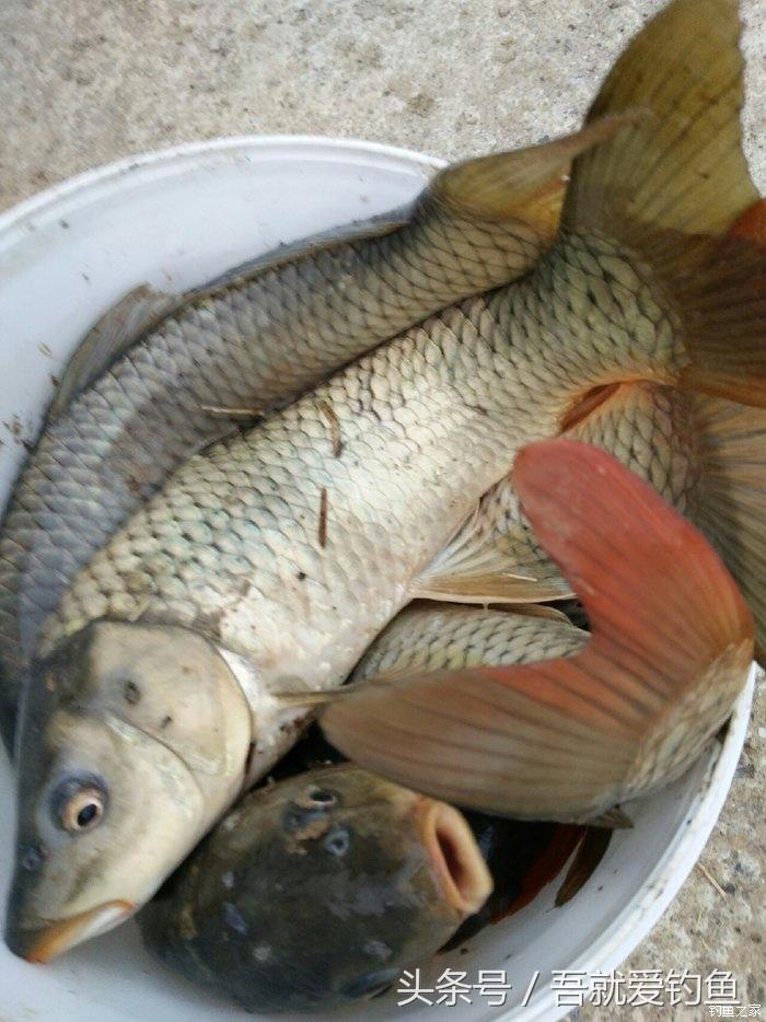 假休十月翻板初试失利恶犬护塘渔获数爆炸饵